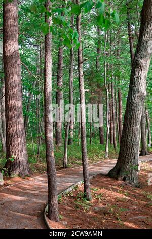 Naturlehrpfad im Rachel Carson National Wildlife Refuge in Wells, Maine. Stockfoto