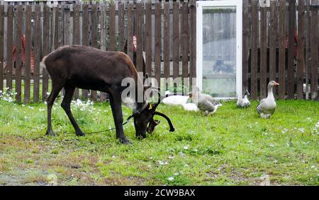 Husky ist eine erstaunliche Rasse. Diese Hunde sind stark und freundlich. Die Fotos wurden in Karelien, Russland, im nördlichen Teil des Landes aufgenommen. Stockfoto