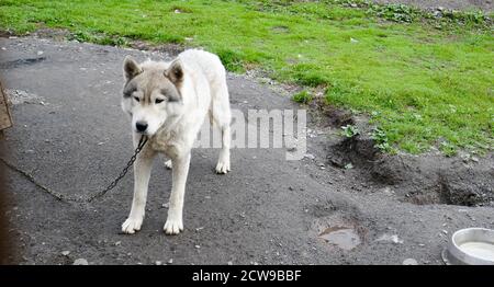 Husky ist eine erstaunliche Rasse. Diese Hunde sind stark und freundlich. Die Fotos wurden in Karelien, Russland, im nördlichen Teil des Landes aufgenommen. Stockfoto