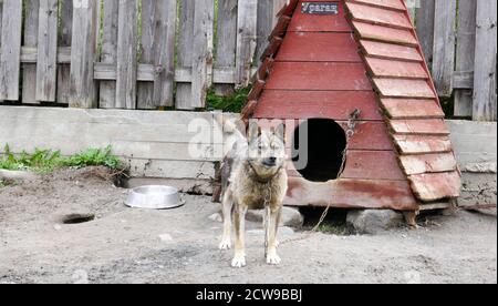 Husky ist eine erstaunliche Rasse. Diese Hunde sind stark und freundlich. Die Fotos wurden in Karelien, Russland, im nördlichen Teil des Landes aufgenommen. Stockfoto