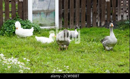 Husky ist eine erstaunliche Rasse. Diese Hunde sind stark und freundlich. Die Fotos wurden in Karelien, Russland, im nördlichen Teil des Landes aufgenommen. Stockfoto