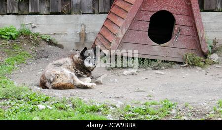 Husky ist eine erstaunliche Rasse. Diese Hunde sind stark und freundlich. Die Fotos wurden in Karelien, Russland, im nördlichen Teil des Landes aufgenommen. Stockfoto