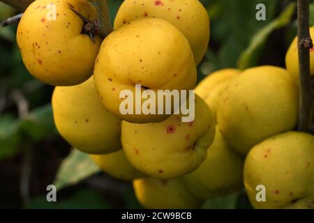 Japanische Quitten Früchte auf den Zweigen Nahaufnahme. Chaenomeles japonica, bekannt als japanische Quitte oder Maule-Quitte Stockfoto