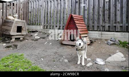 Husky ist eine erstaunliche Rasse. Diese Hunde sind stark und freundlich. Die Fotos wurden in Karelien, Russland, im nördlichen Teil des Landes aufgenommen. Stockfoto