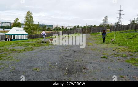 Husky ist eine erstaunliche Rasse. Diese Hunde sind stark und freundlich. Die Fotos wurden in Karelien, Russland, im nördlichen Teil des Landes aufgenommen. Stockfoto