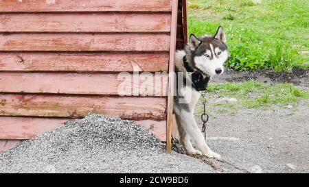 Husky ist eine erstaunliche Rasse. Diese Hunde sind stark und freundlich. Die Fotos wurden in Karelien, Russland, im nördlichen Teil des Landes aufgenommen. Stockfoto