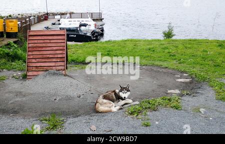 Husky ist eine erstaunliche Rasse. Diese Hunde sind stark und freundlich. Die Fotos wurden in Karelien, Russland, im nördlichen Teil des Landes aufgenommen. Stockfoto