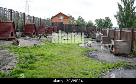 Husky ist eine erstaunliche Rasse. Diese Hunde sind stark und freundlich. Die Fotos wurden in Karelien, Russland, im nördlichen Teil des Landes aufgenommen. Stockfoto