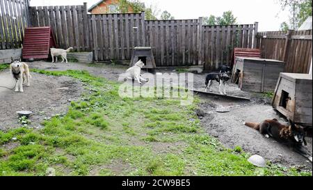 Husky ist eine erstaunliche Rasse. Diese Hunde sind stark und freundlich. Die Fotos wurden in Karelien, Russland, im nördlichen Teil des Landes aufgenommen. Stockfoto