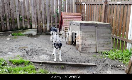 Husky ist eine erstaunliche Rasse. Diese Hunde sind stark und freundlich. Die Fotos wurden in Karelien, Russland, im nördlichen Teil des Landes aufgenommen. Stockfoto