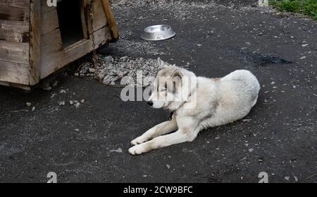 Husky ist eine erstaunliche Rasse. Diese Hunde sind stark und freundlich. Die Fotos wurden in Karelien, Russland, im nördlichen Teil des Landes aufgenommen. Stockfoto