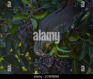 Bunte Rameron oder Oliventaube auf einem Holunderbaum thront Und Fütterung Stockfoto