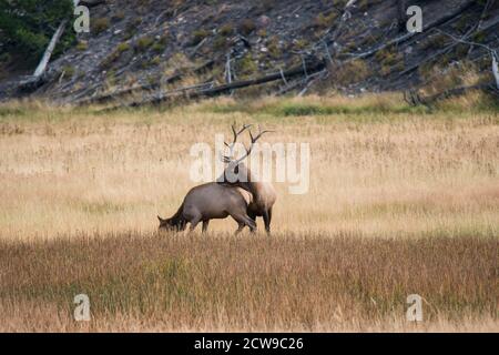 Ein Bullenelch bereitet sich darauf vor, seine Elchkuh während der Elchrute im Yellowstone National Park, USA, zu besetzen Stockfoto