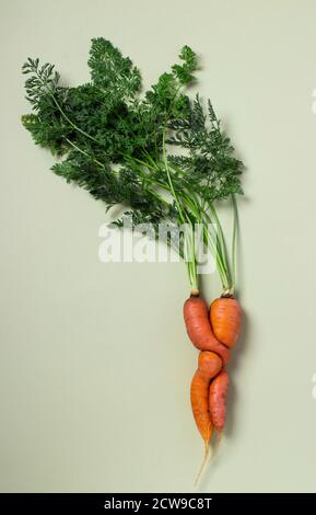 Hässliche frische Karotte auf grünem Hintergrund. Konzept Bio natürliches Gemüse. Blick von oben. Vertikales Format. Stockfoto