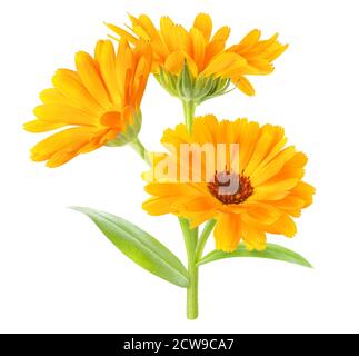 Calendula officinalis (Ringelblume) Pflanze mit Blüten und Blättern isoliert auf Weißer Hintergrund Stockfoto