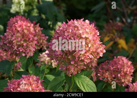 Hortensia paniculata kleine Limette blüht im Garten. Hortensia paniculata im Herbstgarten. Stockfoto