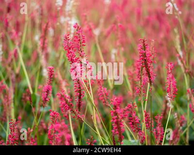 Hübsche Blütenspitzen von Persicaria amplexicaulis in einem Garten mit Weichfokus Stockfoto