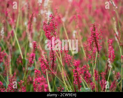 Hübsche Blütenspitzen von Persicaria amplexicaulis in einem Garten mit Weichfokus Stockfoto