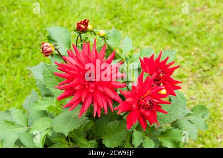 Rote Pygmy Dahlia mit brechenden Knospen in Nahaufnahme. Eine tuberöse Pflanze, die sommergrün und halb winterhart ist Stockfoto