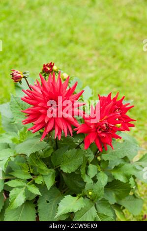 Rote Pygmy Dahlia mit brechenden Knospen in Nahaufnahme. Eine tuberöse Pflanze, die sommergrün und halb winterhart ist Stockfoto