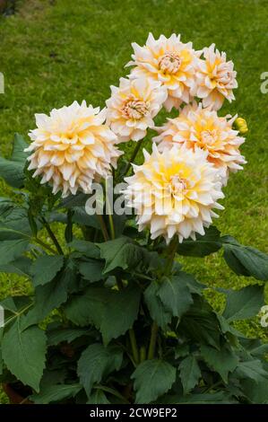 Eine Gruppe von Dahlia Seattle Blumen ein dekoratives oder Abendessen Platte doppelt dahlia.That blüht im Sommer EINE tuberöse Staude, die Mag volle Sonne Stockfoto