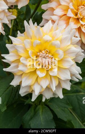 Eine Nahaufnahme von Dahlia Seattle ein dekoratives oder Abendessen Platte doppelt dahlia.That blüht im Sommer EINE tuberöse Staude, die Mag volle Sonne Stockfoto