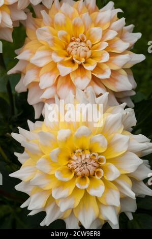 Eine Nahaufnahme von zwei Dahlia Seattle eine dekorative oder Essteller Doppel Dahlia.That blüht im Sommer EINE tuberöse Staude Das mag volle Sonne Stockfoto