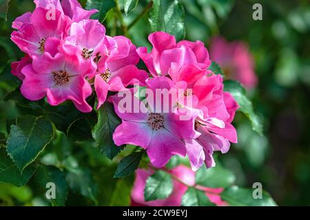 Auffällige rosa Gartenrosen (Giro Amorina) blühen im Sommergarten Stockfoto