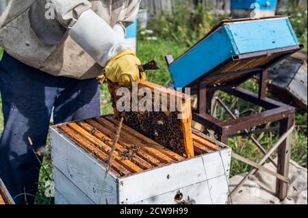 Imker inspiziert seine Honigbienen in weißen Bienenstöcken auf einem Bauernhof. Stockfoto