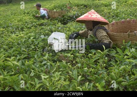 Bauern pflücken Teeblätter in einer Teeplantage in Ciwiday, Bandung.die Agricultural Human Resources Extension and Development Agency (BPPSDMP) des Landwirtschaftsministeriums stellte fest, dass junge Landwirte in Indonesien im Alter von 20-39 Jahren nur 2.7 Millionen Menschen oder etwa 8 Prozent der Gesamtzahl der Landwirte in Indonesien, die 33.4 Millionen Menschen erreicht. Der Rest, mehr als 90 Prozent, sind Kolonialbauern oder alte Bauern. Durch Daten der Zentralen Statistischen Agentur (BPS) im Jahr 2019 sank die Zahl der Junglandwirte von 2017 auf 2018 um 415,789 Personen. Stockfoto