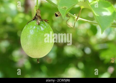 Passionsfrucht Bauernhof, viel rohe und frische Passionsfrucht auf dem Baum Stockfoto