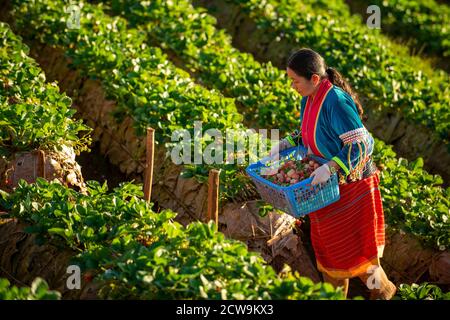 Chiang Mai / Thailand - Jan 16 2016 : EINE Frau im Stammesstil, die am Morgen in einem Hügel im ländlichen Norden Thailands Erdbeeren pflücken will Stockfoto