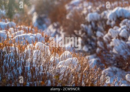 Dornige Äste von getrimmten Büschen sind mit Schnee im Sonnenuntergang Licht mit verblendtem Hintergrund bedeckt. Hintergrund des Kopierbereichs Stockfoto