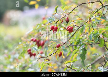 Rosa glauca syn. Rubrifolia. Rotblättrige Hagebutten im Frühherbst in einem englischen Garten Stockfoto