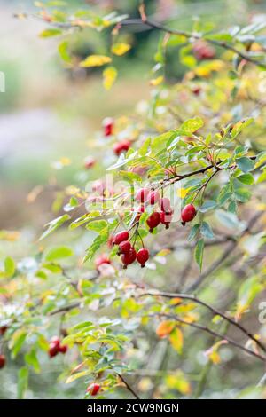 Rosa glauca syn. Rubrifolia. Rotblättrige Hagebutten im Frühherbst in einem englischen Garten Stockfoto