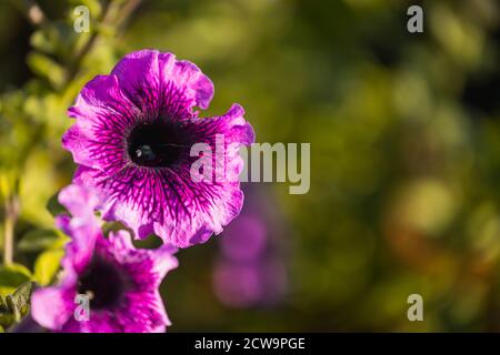 Petunia Blumen blühen, Petunia Blüte, Petunia Blumen im Garten.Nahaufnahme eines Blumenbeds mit bunten Petunien. Stockfoto