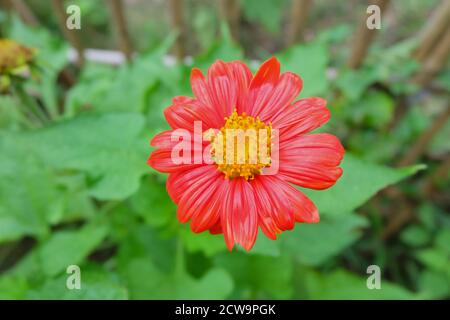 Rote Zinnia Blume im Garten weicher Fokus und verschwommener Hintergrund, selektierte Fokus, Nahaufnahme Stockfoto