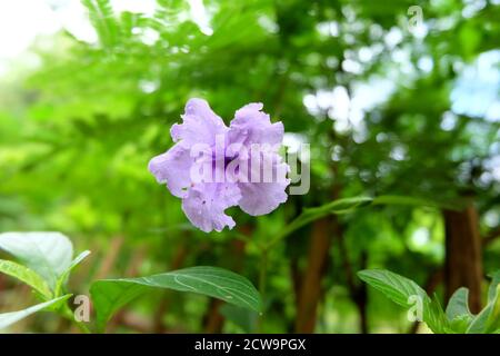 Ruellia simplex, mexikanische Petunia (Ruellia angustifolia) im Garten weicher Fokus und verschwommener Hintergrund, selektiverer Fokus, Nahaufnahme Stockfoto