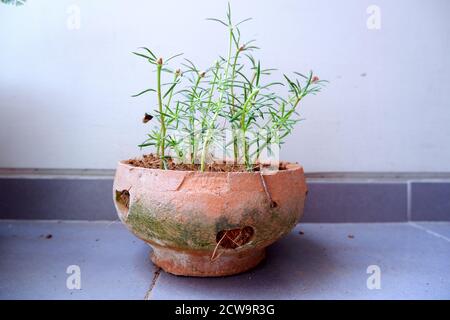 Die dame Blume wachte auf, die keine Blumen hatte. In einem Erdtopf gepflanzt Stockfoto