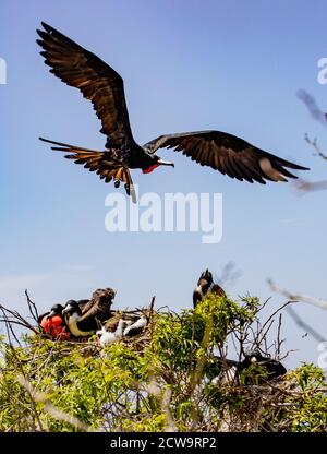 Männliche Fregatte Vogel fliegt über Baumwipfel mit steckbaren Paare und Babys gefüllt Stockfoto