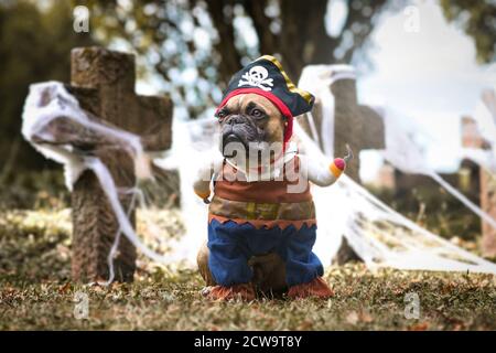 Französische Bulldogge Hund trägt Piraten Halloween Kostüm mit Hut und Hakenarm vor dem Friedhof mit Spinnennetzen bedeckt Stockfoto