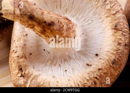 Eine Nahaufnahme von köstlichen essbaren braunen Pilzen Stockfoto