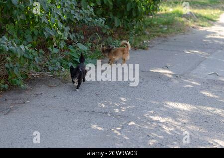 Zwei kleine niedliche streunende Hunde laufen die Straße entlang. Schwarze und weiße und rote Hunde laufen fröhlich entlang der grünen Büsche. Haustiere. Stockfoto