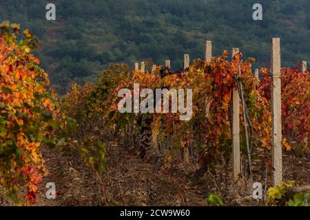 Herbstweingärten mit roten und gelben Blättern. Horizontal schönen Herbst Hintergrund. Die Ernte der Trauben. Helle Landschaft. Weinberg gegen die Stockfoto