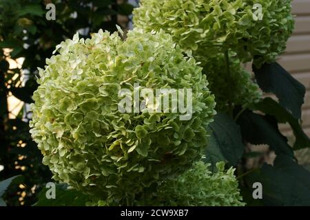 Hortensia arborescens unglaublich oder stark Annabelle weiß ein Corymb. Hortensia arborescens mit grünen Blütenständen im Herbstgarten. Stockfoto