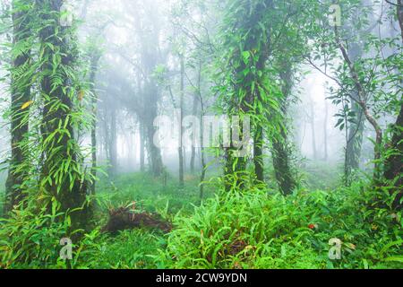 Landschaft eines tropischen Regenwaldes im Nebel, grünes Laub von Orchideen und tropischen Pflanzen bedeckten Äste und Stamm von wilden Bäumen. Stockfoto