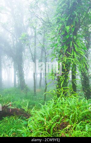 Landschaft eines tropischen Regenwaldes im Nebel, grünes Laub von Orchideen und tropischen Pflanzen bedeckten Äste und Stamm von wilden Bäumen. Stockfoto