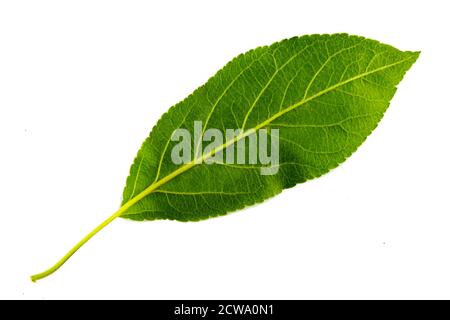 Ein grünes Blatt eines Apfelbaumes isoliert auf dem weißen Hintergrund, die Unterseite des Blattes Stockfoto