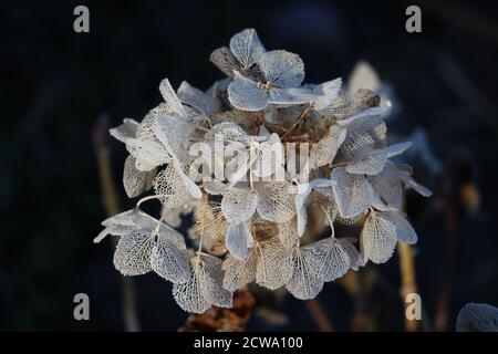 Weiß getüncht Hortensien Blumen im Winter Makro Stockfoto