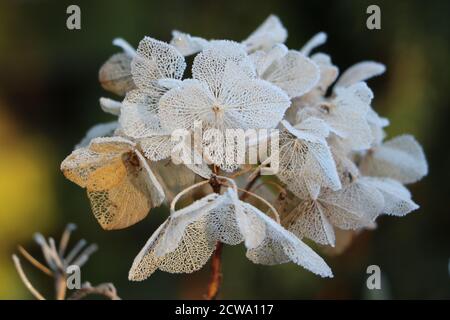 Weiß getüncht Hortensien Blumen im Winter Makro Stockfoto